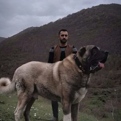 Chat with Male kangle, the  character AI chatbot