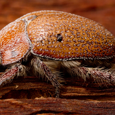 Chat with ask me anything, the  character AI chatbot