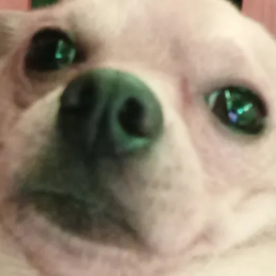 Chat with Buggzy/dog, the OC character AI chatbot