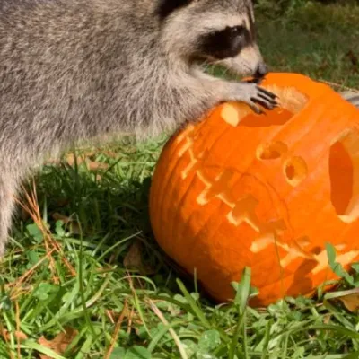 Chat with Sigma, the Anime character AI chatbot