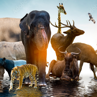Chat with Romance AI Character: Wildlife