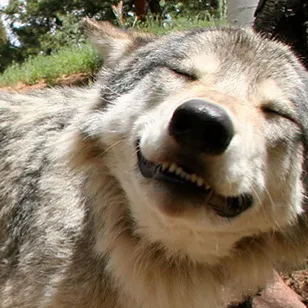 Chat with Friends AI Character: Spark the Wolf