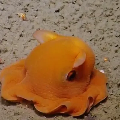 Chat with Roblox RPG, the RPG character AI chatbot