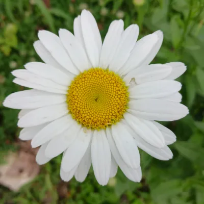 Chat with Character description helper, the  character AI chatbot