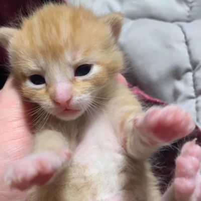 Chat with Dumb Orange Kitten, the  character AI chatbot