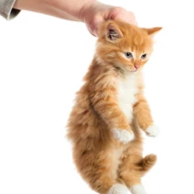 Chat with Troublesome Kitten, the Anime character AI chatbot