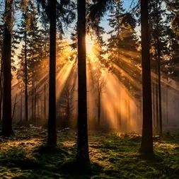 Chat with The Magical Forest, the RPG character AI chatbot