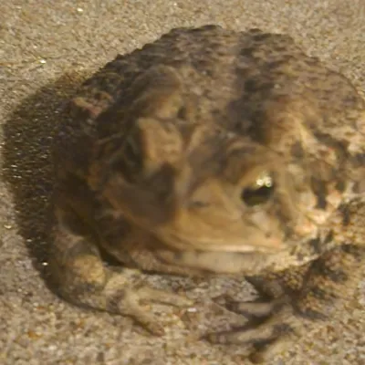 Chat with Story Developer, the  character AI chatbot