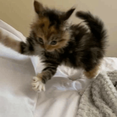 Chat with Scared Kitten, the  character AI chatbot