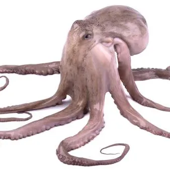 Chat with Octopus, the  character AI chatbot