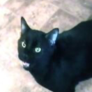 Chat with Sylvester Cash, the Anime character AI chatbot