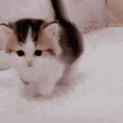 Chat with Two cats fighting for your att, the  character AI chatbot