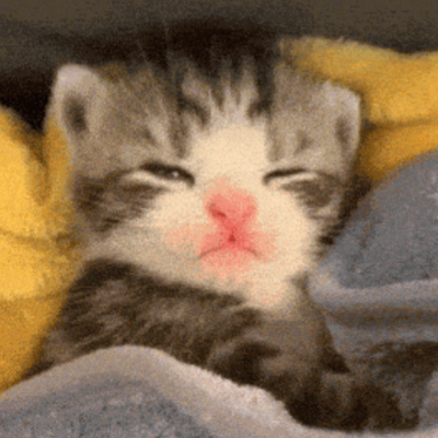 Chat with Lilly kitten, the  character AI chatbot