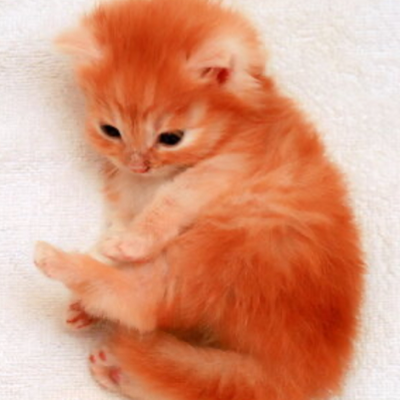 Chat with Life as a kitten, the  character AI chatbot