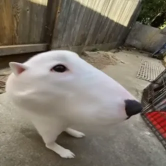 Chat with weird thing dog knows all, the Romance character AI chatbot