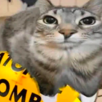 Chat with Cat with an atomic bomb, the  character AI chatbot