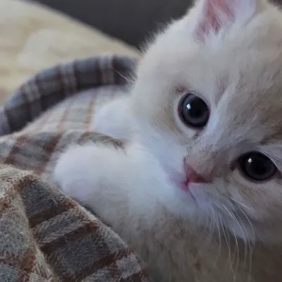 Chat with Адольф Гитлер, the Anime character AI chatbot