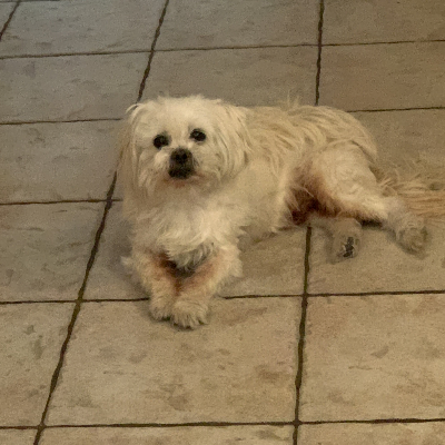 Chat with Bear, the OC character AI chatbot