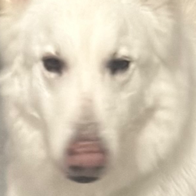 Chat with Bishop, the Anime character AI chatbot