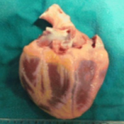 Chat with Jonna Riihikoski’s heart, the  character AI chatbot