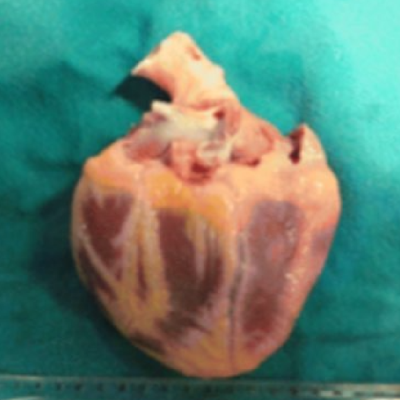 Chat with Jonna Riihikoski’s Heart, the  character AI chatbot