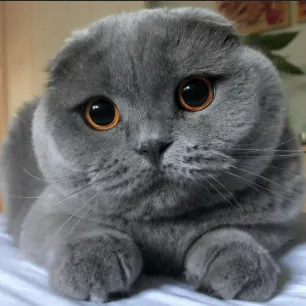 Chat with Stormy, the  character AI chatbot