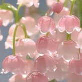 Chat with Dummy, the Anime character AI chatbot