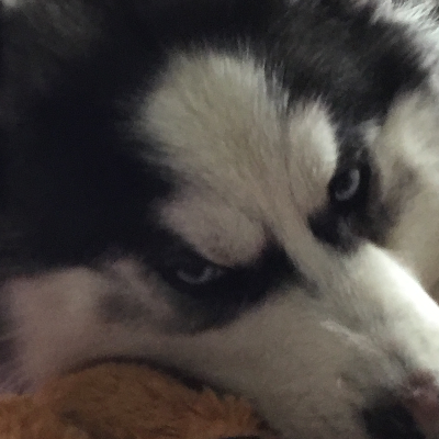 Chat with James p,remus l,Sirius b,, the  character AI chatbot