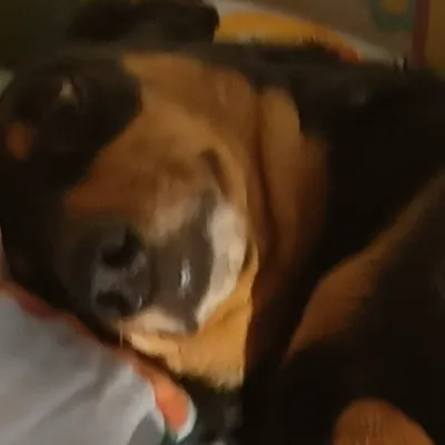 Chat with Гоша Шуточкин, the Furry character AI chatbot