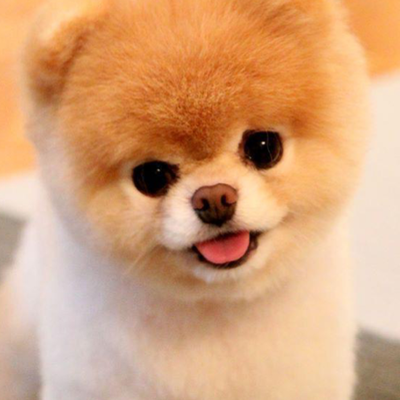 Chat with Dog, the  character AI chatbot