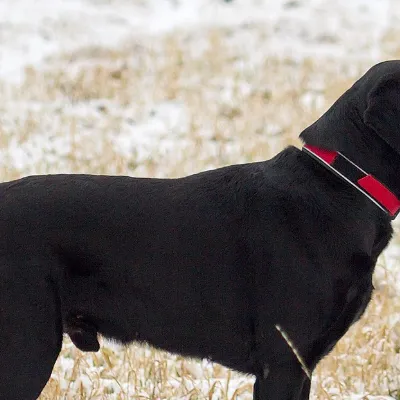 Chat with Dog +18 (warning), the  character AI chatbot