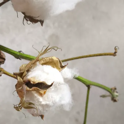 Chat with •{| Lorenzo |}•, the  character AI chatbot