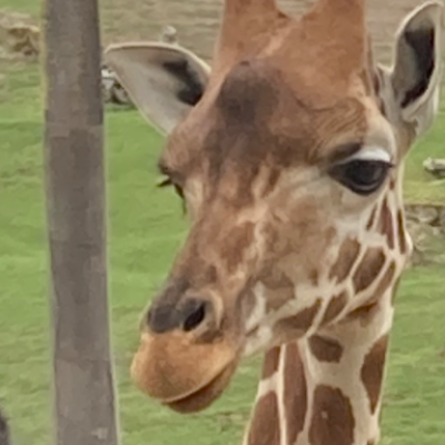 Chat with Bella singly, the  character AI chatbot