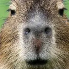 Chat with capybara, the  character AI chatbot