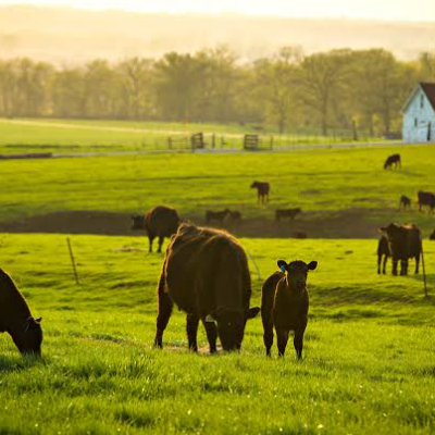 Chat with The Farm, the  character AI chatbot