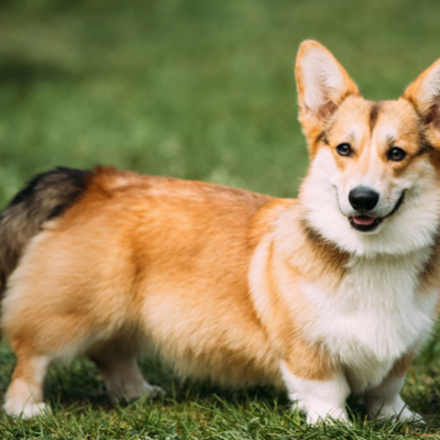 Chat with Karen, the  character AI chatbot