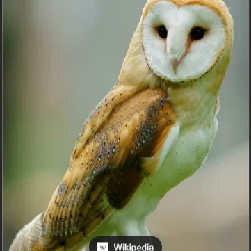 Chat with Mr L aka Toolate.exe, the Game Characters character AI chatbot