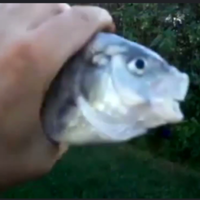 Chat with Killer fish (from San Diego), the OC character AI chatbot