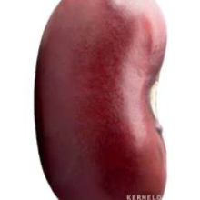 Chat with BEAN, the  character AI chatbot