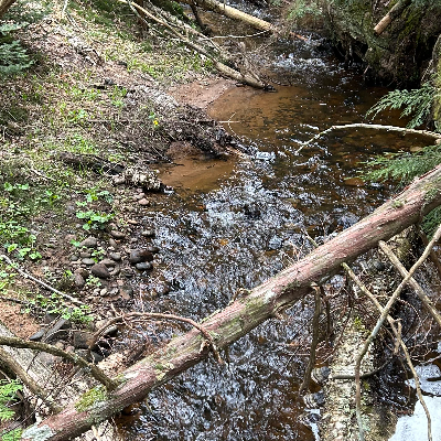 Chat with Branch (Trolls), the  character AI chatbot