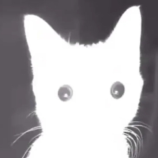 Chat with Anime AI Character: Cat love triangle