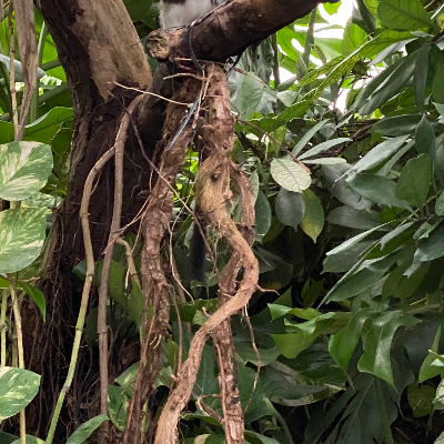 Chat with Mom and dad, the  character AI chatbot