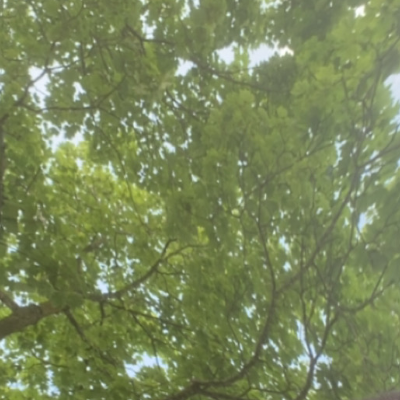 Chat with Naomi, the Anime character AI chatbot