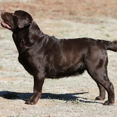 Chat with Kelly, the Furry character AI chatbot