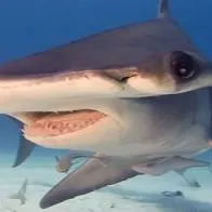 Chat with Hammerhead Shark, the  character AI chatbot