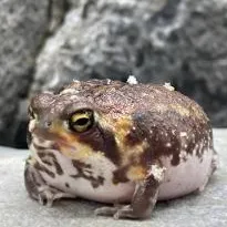 Chat with Goddess of Rain, the  character AI chatbot