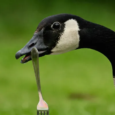 Chat with ana (best friend), the  character AI chatbot