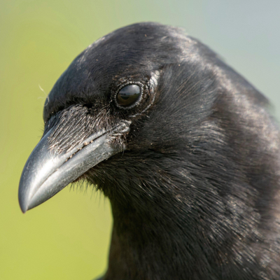 Chat with OC AI Character: Crow
