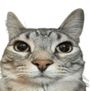 Chat with Freaky billy, the  character AI chatbot