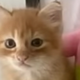 Chat with Larry, the  character AI chatbot